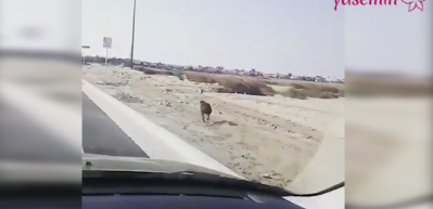 Sahibi ile yarış yapan k&ouml;pek