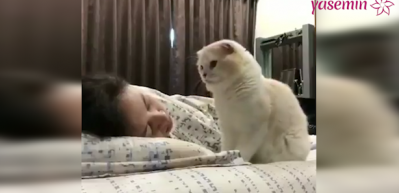 Sahibi uyurken onu seven sevimli kedi