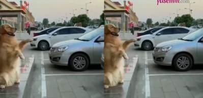 Sahibine araba park ederken yardım eden k&ouml;pek rekor kırdı!