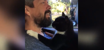 Sahibine masaj yapan sevimli kedi