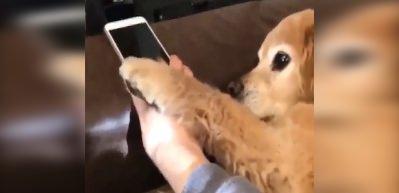 Sahibine telefonu yasaklayan k&ouml;pek!
