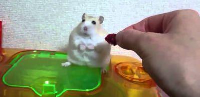 Sahibine trip atan hamster! 