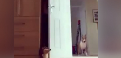 Sahibini bulamayan k&ouml;peğin şaşkınlığı g&uuml;ld&uuml;rd&uuml;