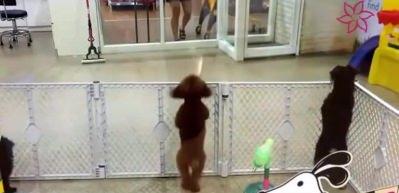 Sahibini g&ouml;ren k&ouml;peğin yaptıkları sosyal medyayı salladı