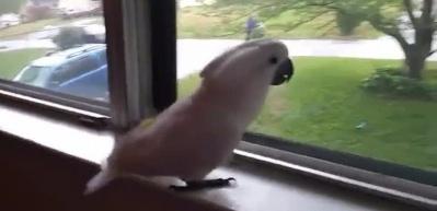 Sahibini gören papağanın muhteşem sevinci