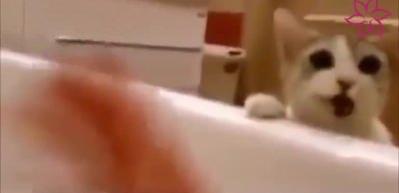 Sahibinin boğulduğunu zanneden kedinin yaptığına bakın!