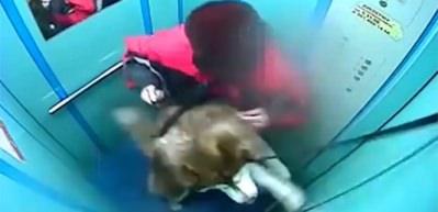 Tasması asansör kapısına sıkışan zavallı köpek...