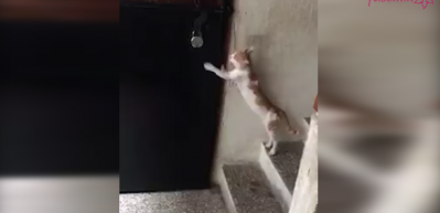 Sahibinin kapısını &ccedil;alan kedi!