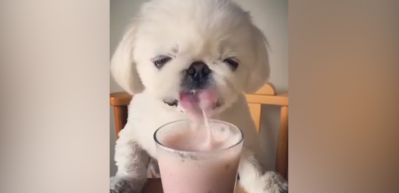 Şapur şupur 'Milkshake' i&ccedil;en sevimli yavru k&ouml;pek
