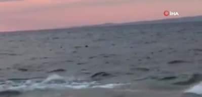 Saros K&ouml;rfezi'nde kıyıya 15 metre kala k&ouml;pekbalığı paniği
