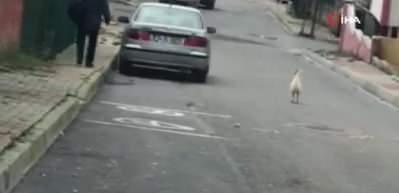 Sen misin taş atan! Horozun intikamı