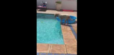 Serinlemek isteyen k&ouml;peğin leğenle imtihanı