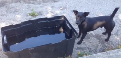 Sevimli k&ouml;peğin su keyfi kamerada