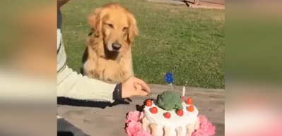 Sevimli k&ouml;pek, pastasına dokunulunca bakın ne tepki verdi