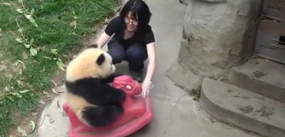 Sevimli pandanın oyuncak keyfi g&uuml;ld&uuml;rd&uuml;