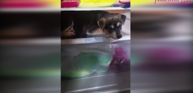 Sıcak havalara &ccedil;&ouml;z&uuml;m bulan k&ouml;pek!