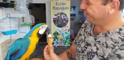 Sıcaktan bunalan papağanı dondurmayla serinletti