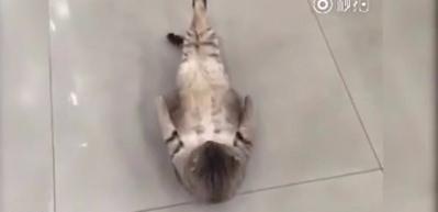 Mekik &ccedil;eken kedi