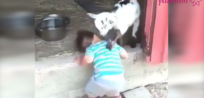 Sırtını yavru ke&ccedil;iye kaşıtan afacan!