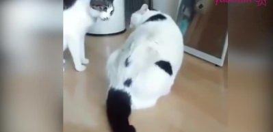 Şişman kedi kendine has tarzıyla arkadaş kavgasını &ouml;nledi!