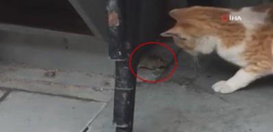 Sokak kedisi fareyle böyle oynadı