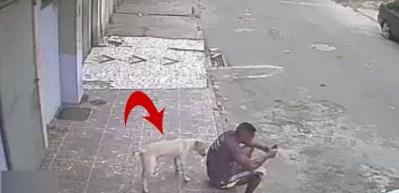 Sokak köpeği adamı dumura uğrattı