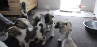 Sokak k&ouml;peği tek seferde 14 yavru doğurdu