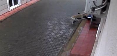 Sokak k&ouml;pekleri ilkokul &ouml;ğrencisine b&ouml;yle saldırdı