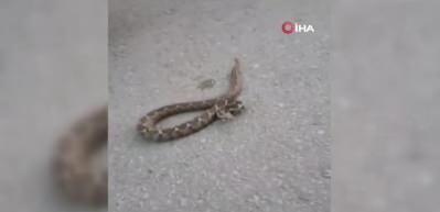 Sokakta gördükleri zehirli engerek yılanını elleriyle yakalayıp bidona soktular