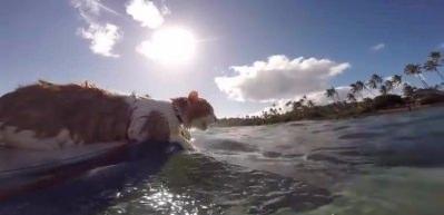 S&ouml;rf tutkunu kedi