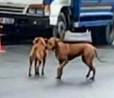 İstanbul'da pitbull dehşeti! Köpeklerin kovaladığı kurye kaza yaptı... O anlar kamerada