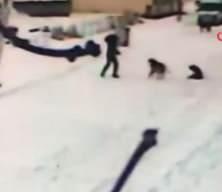 Kars’ta çocuğun cesareti köpeklerin saldırısını önledi