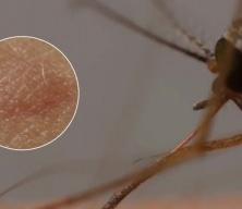Bilim insanları sivri sineklerin genlerini değiştiriyor! Süper sivri sinekler geliyor