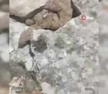 Türkiye'nin en ölümcül yılanı olarak bilinen engerek yılanı sürü halinde görüntülendi