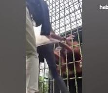 Orangutana yakalanan talihsiz adam canını zor kurtardı
