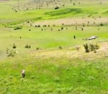 Koyun sürüsüne pusu kuran kurtlar drone ile böyle görüntülendi, işte o anlar!