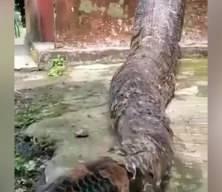 Dünyanın en büyük yılanlarından biriyle bahçesinde karşılaştı