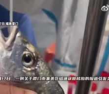 Çin balıklara Kovid-19 testi yapacak