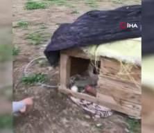 Erzurum’da küçük çocuğun köpek sevgisi sosyal medyayı salladı