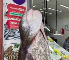 Çorlu'da bir balıkçı 70 kilo ağırlığında yayın balığı yakaladı