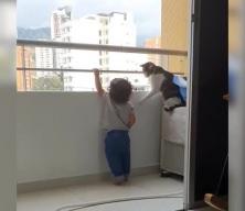 Kahraman kedi! Çocuğun balkondan sarkmasını böyle önledi...