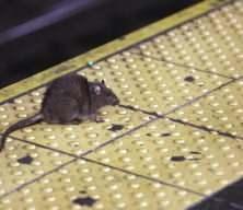 New York'u fareler bastı! Yıllık 170 bin dolara fare avcısı aranıyor...