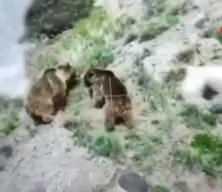 Erzurum'da belgeselleri aratmayan olay! Dişi ayı ile yavrusunu böyle öldürdü