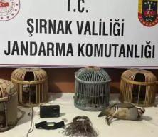 Şırnak'ta kaçak keklik avlayan üç kişiye 122 bin 630 lira ceza uygulandı