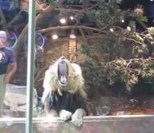 Hayvanat bahçesinde korku dolu anlar! Erkek aslan görevliye saldırdı! Dişi aslan bakın ne yaptı