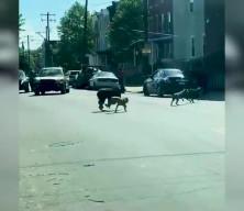Sokak köpekleri yolda yürüyen adama ve köpeğine saldırdı! Tüyler ürperten görüntüler ABD'den