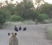 Afrika'dan ilginç görüntü: Hayvanlar yolda hareketsiz görüntülendi