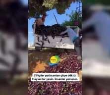 Antalya'da çiftçiler, para etmediği gerekçesiyle patlıcanları çöpe döktü