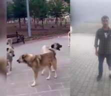Başıboş sokak köpekleri yine saldırdı! Görüntüler Antalya'dan