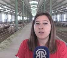 Kadın girişimci Özlem Yılmaz devlet desteğiyle kurduğu çiftlikte 1000 koyuna ulaştı